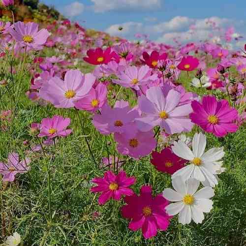 مهرداد رستاخیز تا سی مو وادارش نینو گل ای یاروم